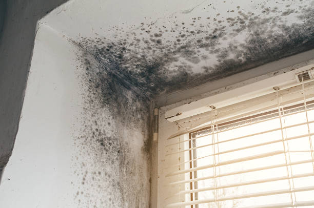 Affordable Mold Inspection And Testing solutions in Leander, TX