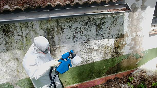 Top rated local Mold Inspection And Testing specialists in Leander, TX